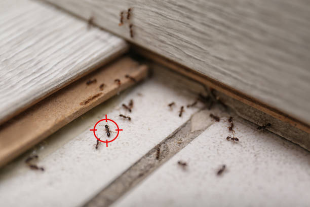 Professional Pest Control in North Potomac, MD